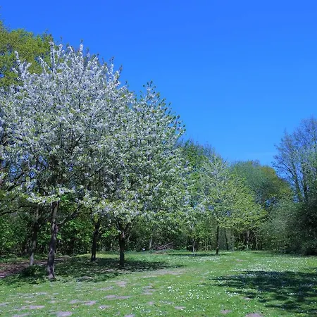 Panoramic A15-8 - Panoramic *