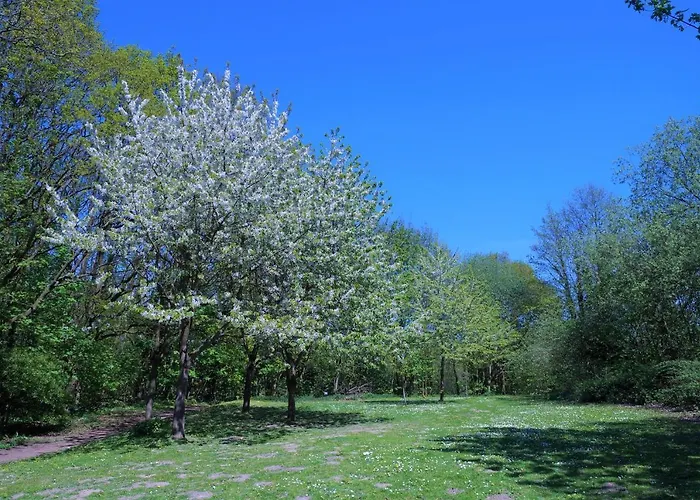 Panoramic A15-8 - Panoramic *